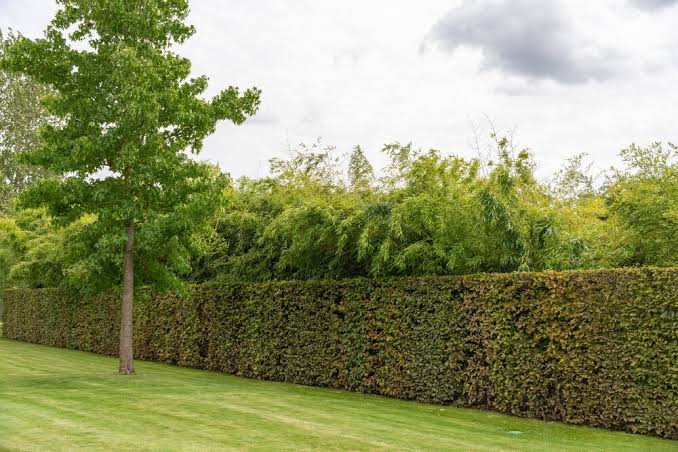 Garden maintenance and clearance
